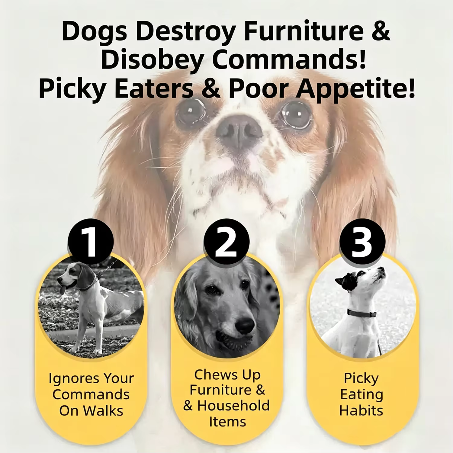 Friandises pour chiens au bœuf séché, protéines brutes de qualité supérieure pour chiens, friandises d'entraînement et compléments alimentaires de taille bouchée, adaptées aux chats