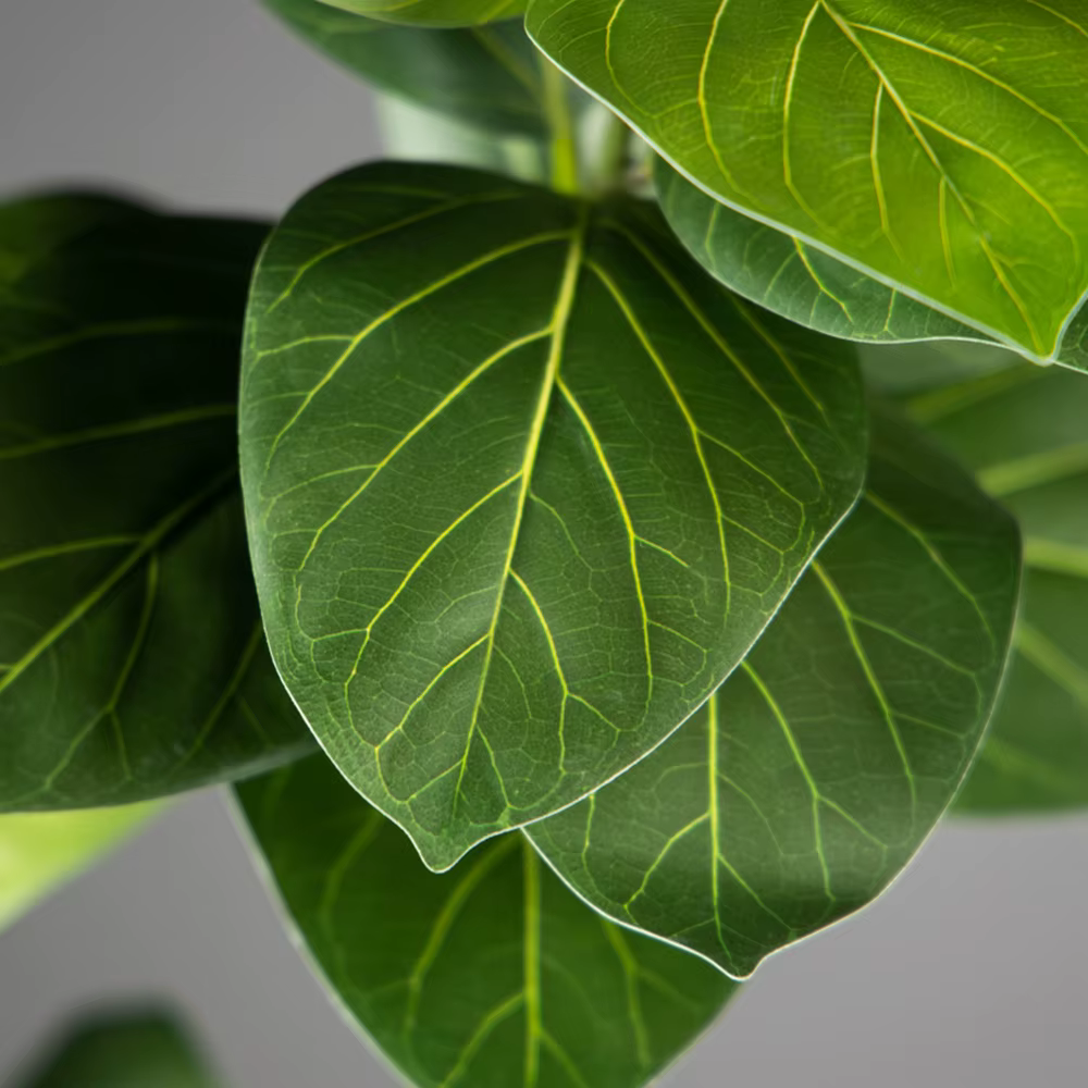 Plantes artificielles de ficus de 70-130 cm