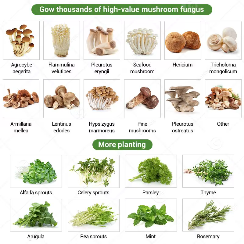 Chambre de culture de champignons, conteneur de culture hydroponique, équipement de ferme intelligente, livraison sur mesure