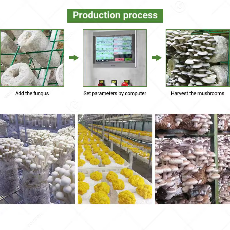 Chambre de culture de champignons, conteneur de culture hydroponique, équipement de ferme intelligente, livraison sur mesure